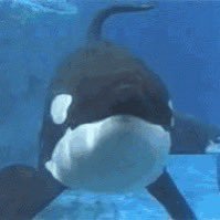 TheOrca.sol 👨‍💻